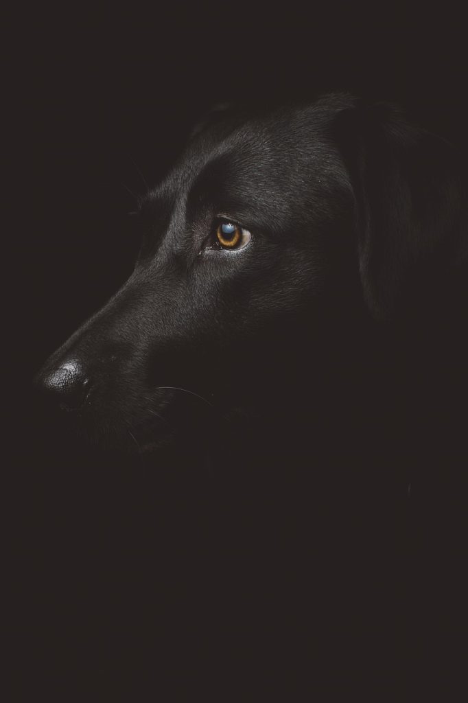Dog portrait